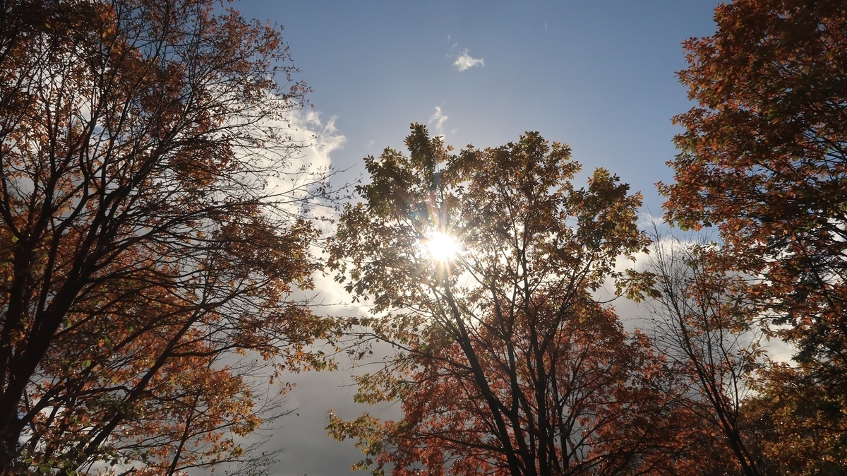 f:id:shirokumapanda:20220204005607j:plain