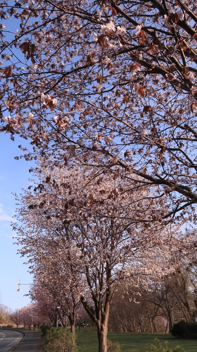 f:id:shirokumapanda:20220401233247j:plain