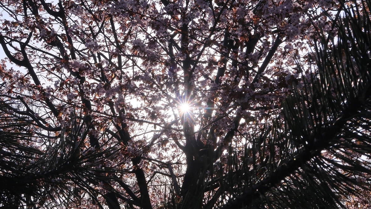 f:id:shirokumapanda:20220401233313j:plain