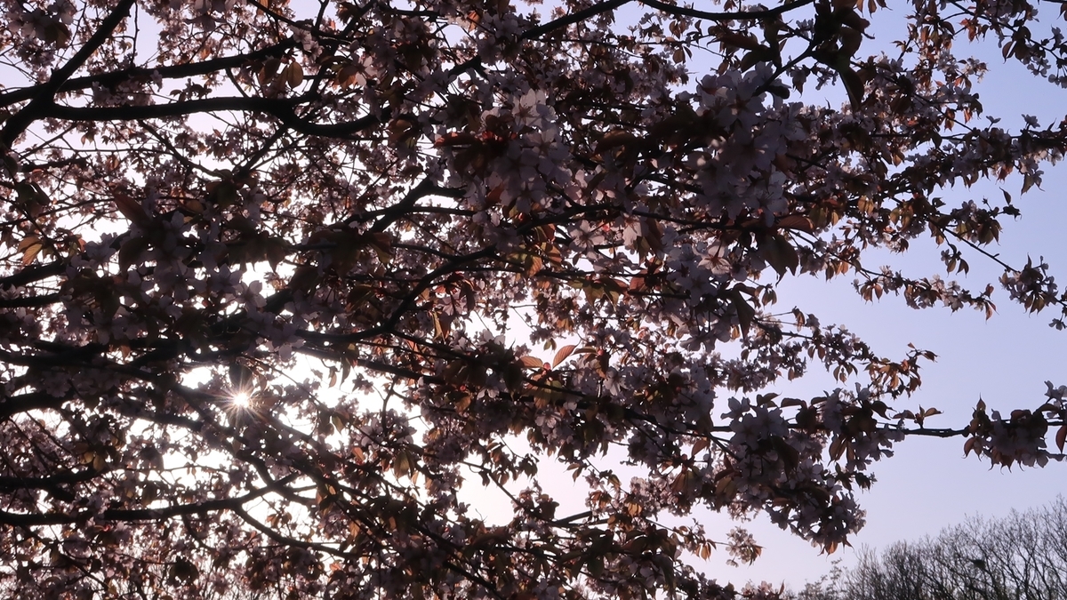 f:id:shirokumapanda:20220401233318j:plain