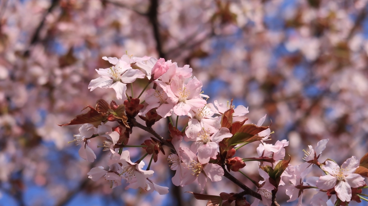 f:id:shirokumapanda:20220401233328j:plain