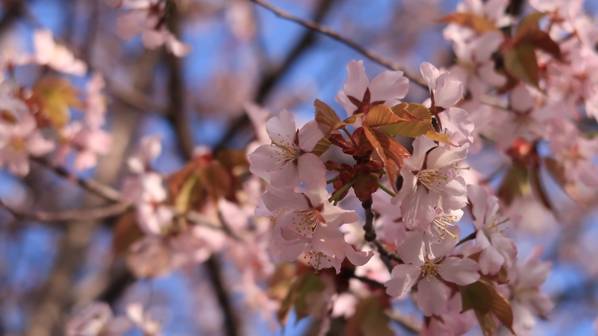 f:id:shirokumapanda:20220401233334j:plain