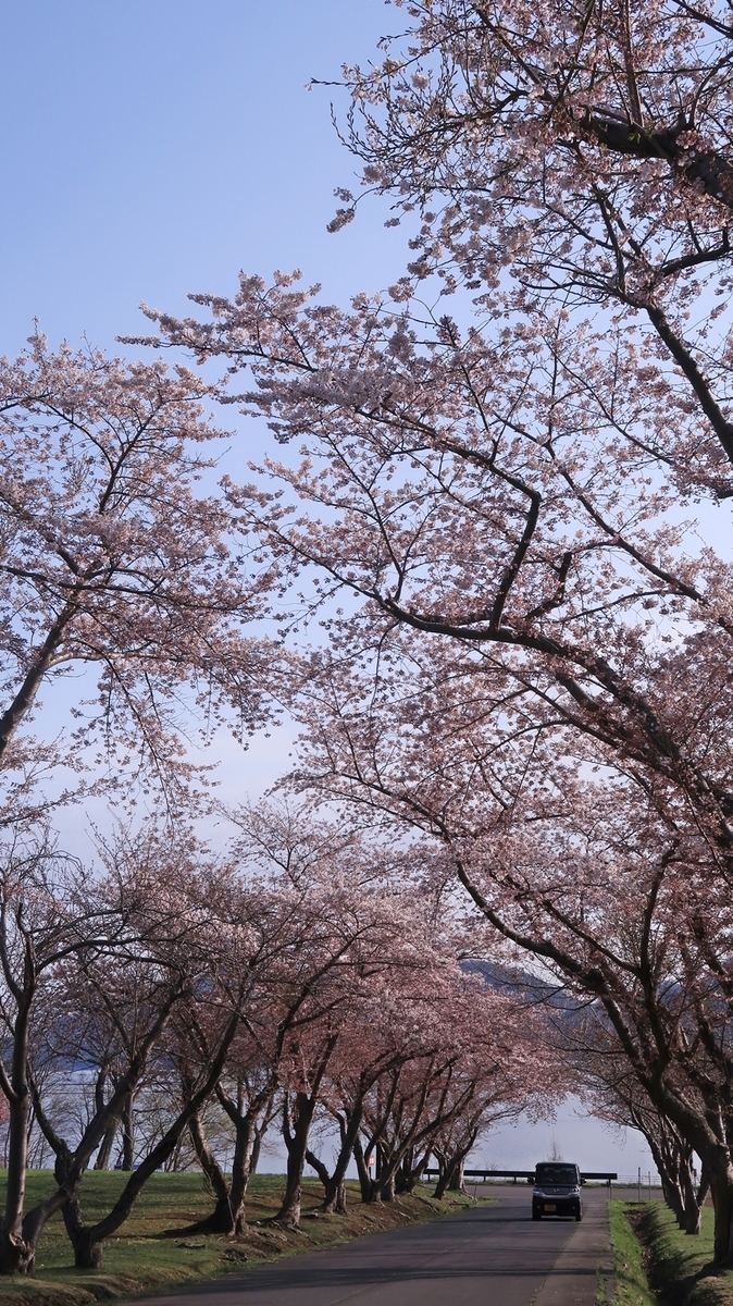 f:id:shirokumapanda:20220406004045j:plain