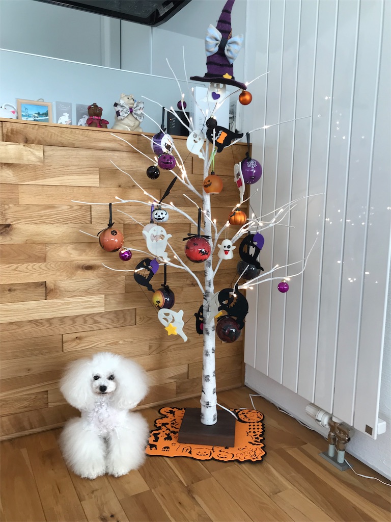 f:id:shirokumapoodle:20181029115304j:image