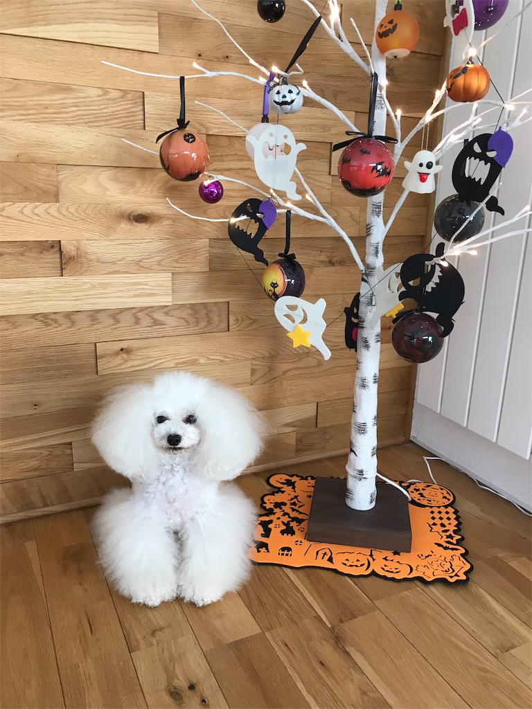 f:id:shirokumapoodle:20181029115606j:image