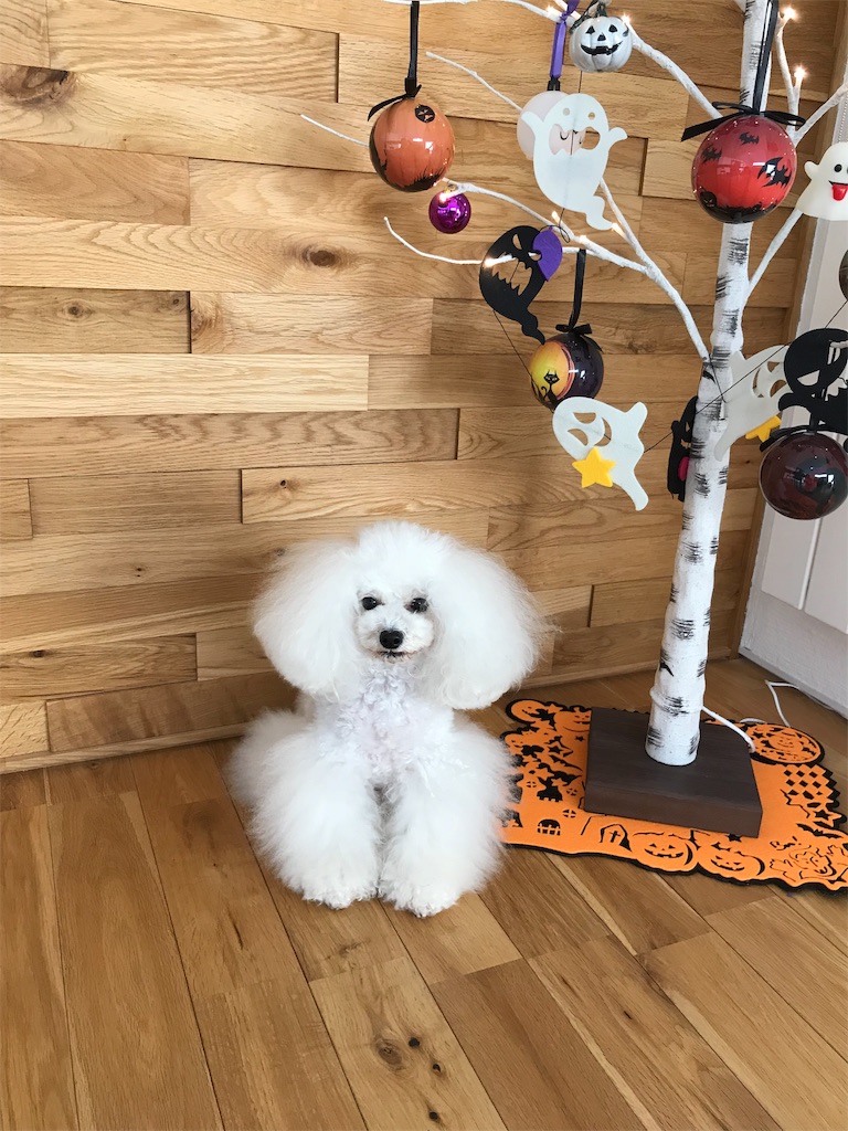 f:id:shirokumapoodle:20181029115634j:image