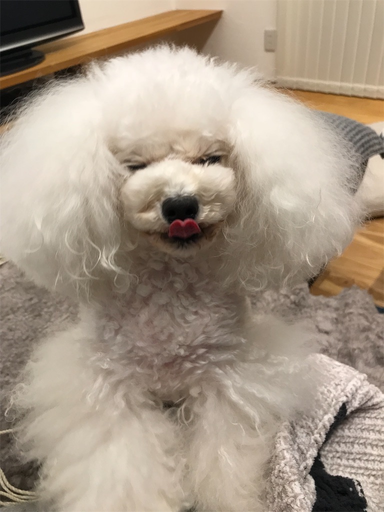 f:id:shirokumapoodle:20181029120313j:image