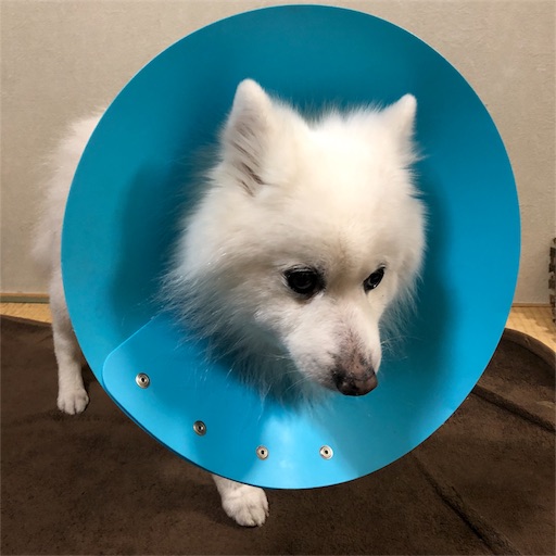 f:id:shirokun0806:20180307101945j:image f:id:shirokun0806:20180307101945j:image
