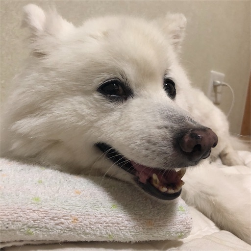 f:id:shirokun0806:20180602211102j:image f:id:shirokun0806:20180602211102j:image