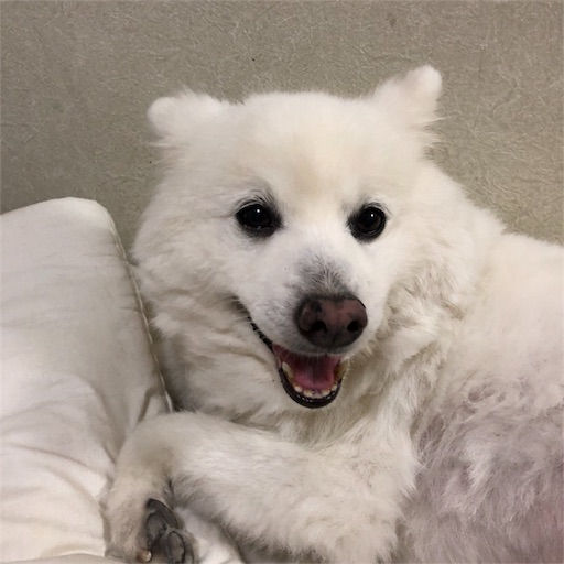 f:id:shirokun0806:20180602213227j:image f:id:shirokun0806:20180602213227j:image