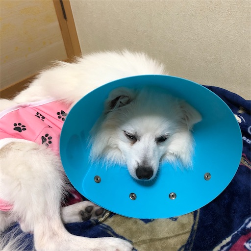 f:id:shirokun0806:20190427212256j:image f:id:shirokun0806:20190427212256j:image