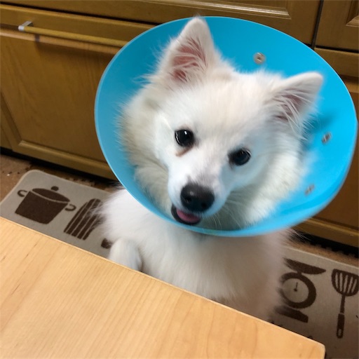f:id:shirokun0806:20190427220100j:image f:id:shirokun0806:20190427220100j:image