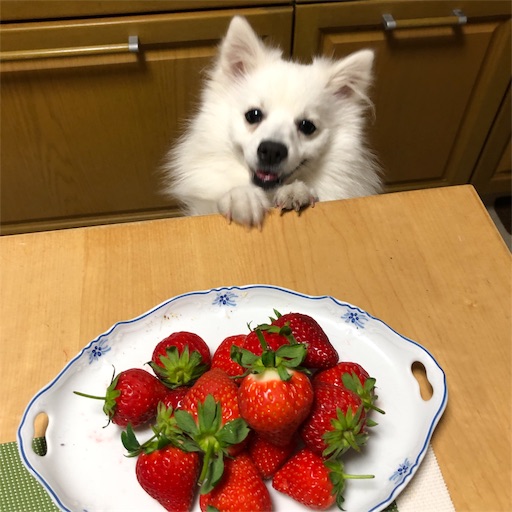 f:id:shirokun0806:20190427230115j:image f:id:shirokun0806:20190427230115j:image
