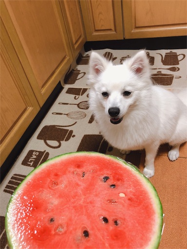 f:id:shirokun0806:20190531225238j:image f:id:shirokun0806:20190531225238j:image
