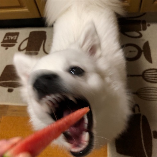f:id:shirokun0806:20190531225406j:image f:id:shirokun0806:20190531225406j:image