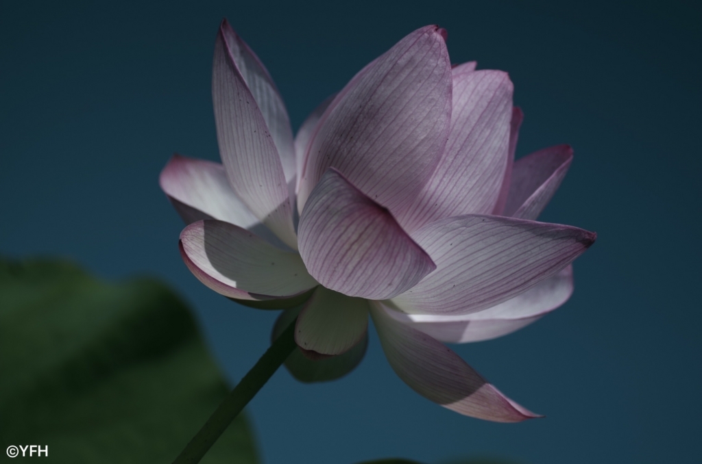 ハスの花の銀残し シロナガス 星景写真と科学本のブログ ハスの花の銀残し シロナガス 星景写真と科学本のブログ