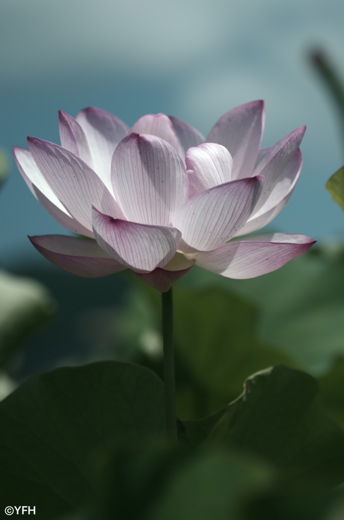 ハスの花の銀残し - シロナガス／星景写真と科学本のブログ
