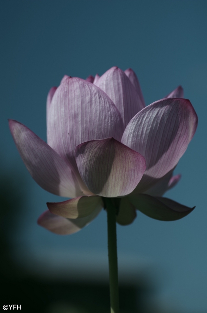 ハスの花の銀残し - シロナガス／星景写真と科学本のブログ