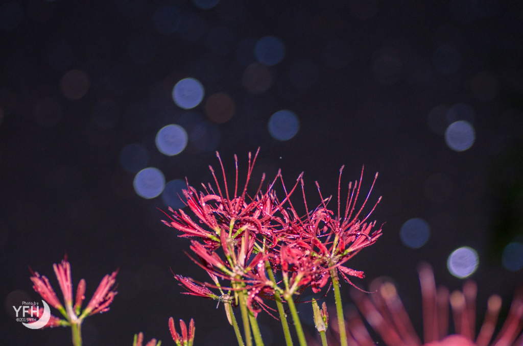 f:id:shironagassu:20171003215447j:plain