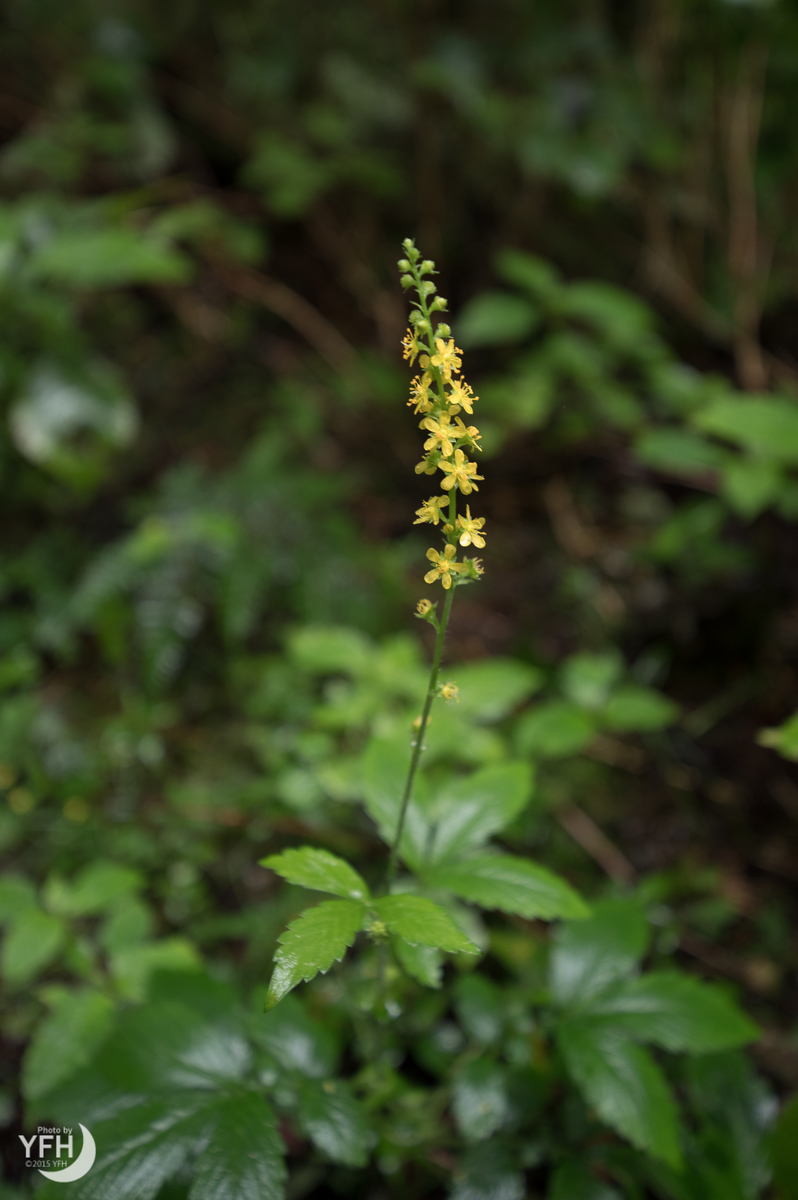 f:id:shironagassu:20190906202433j:plain