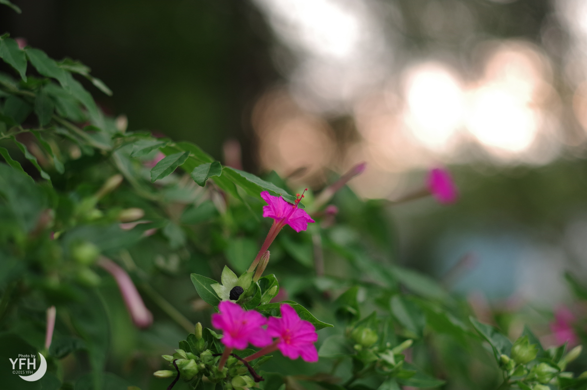 f:id:shironagassu:20200831191046j:plain