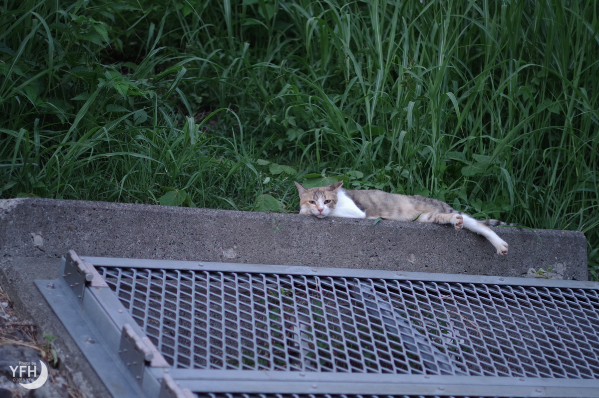 f:id:shironagassu:20200831191234j:plain