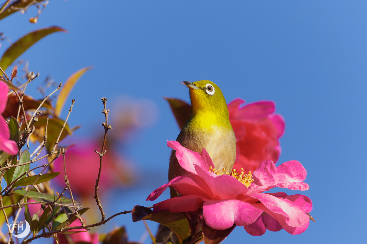 小鳥ページ 最終値下げ！ ヴァイス psa10 ブルーアーカイブ 小鳥遊ホシノ
