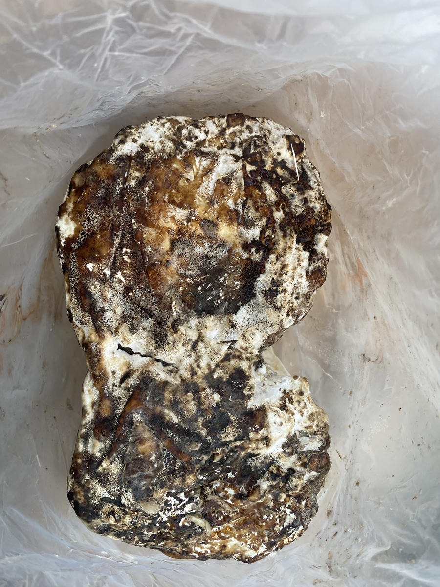 超特大天然カワラ材産卵木 3本 №874