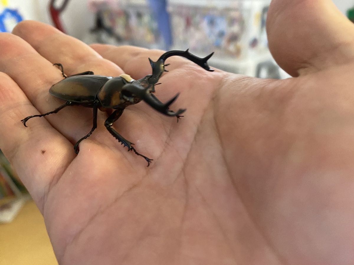 スペキオススシカクワガタを迎える。 - 40のおじさんがクワガタ