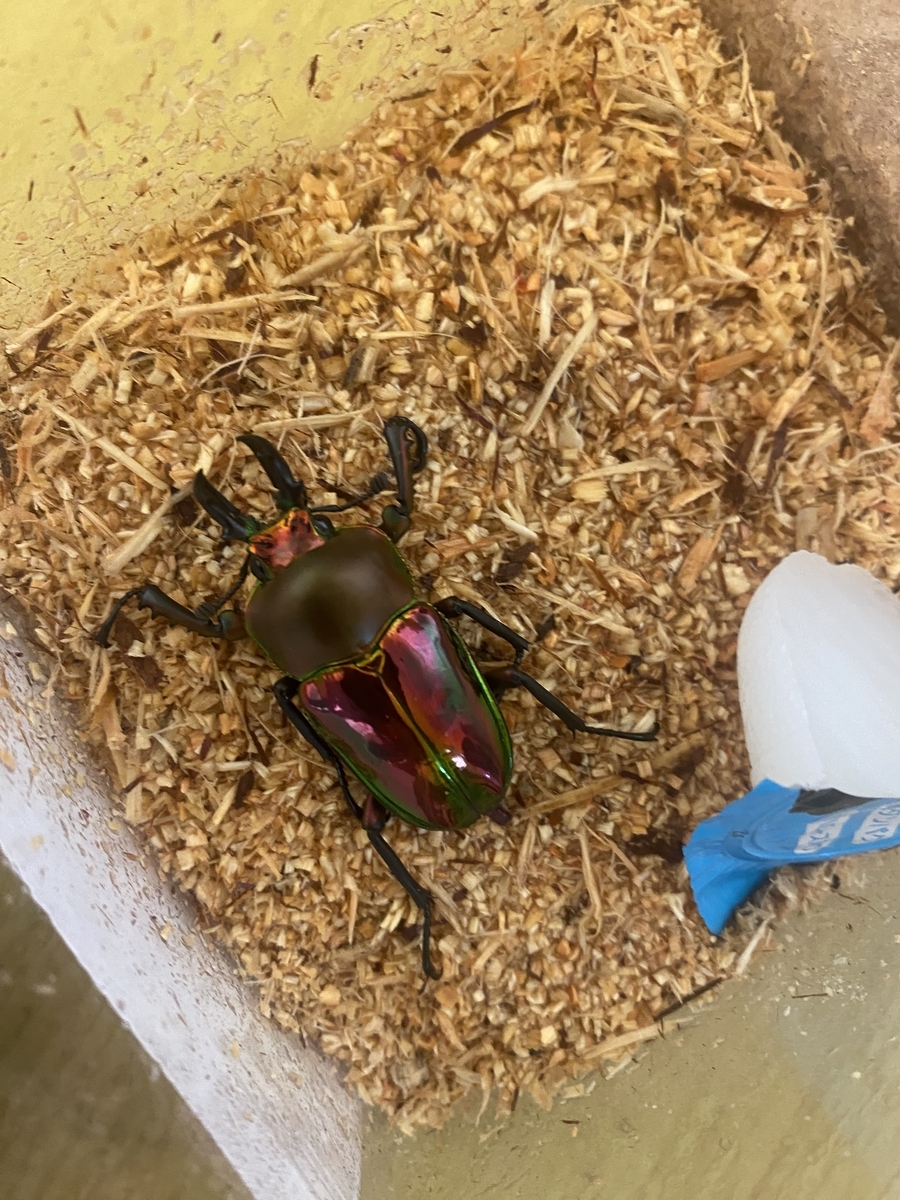 サイクリングに行って昆虫を買った：ニジイロクワガタ、ボイレア