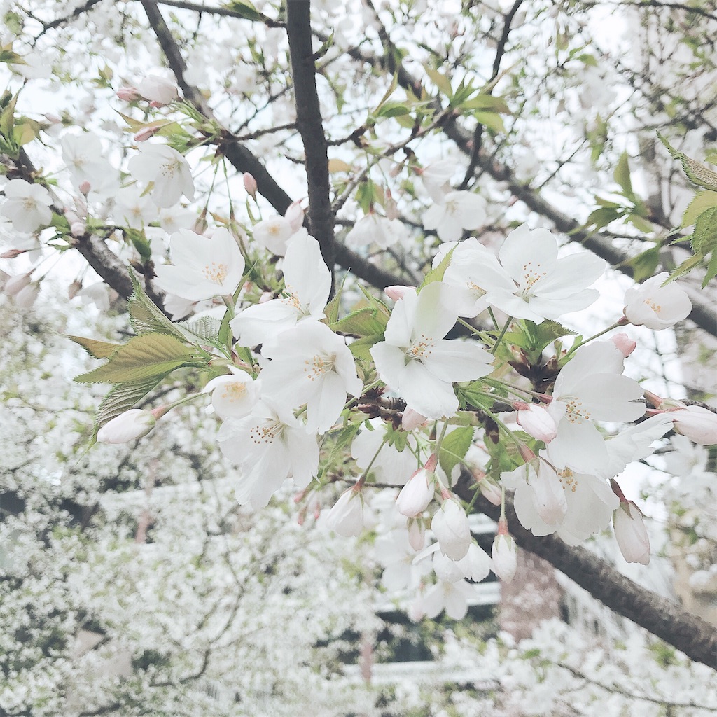 f:id:shirosmile:20191026140509j:image f:id:shirosmile:20191026140509j:image