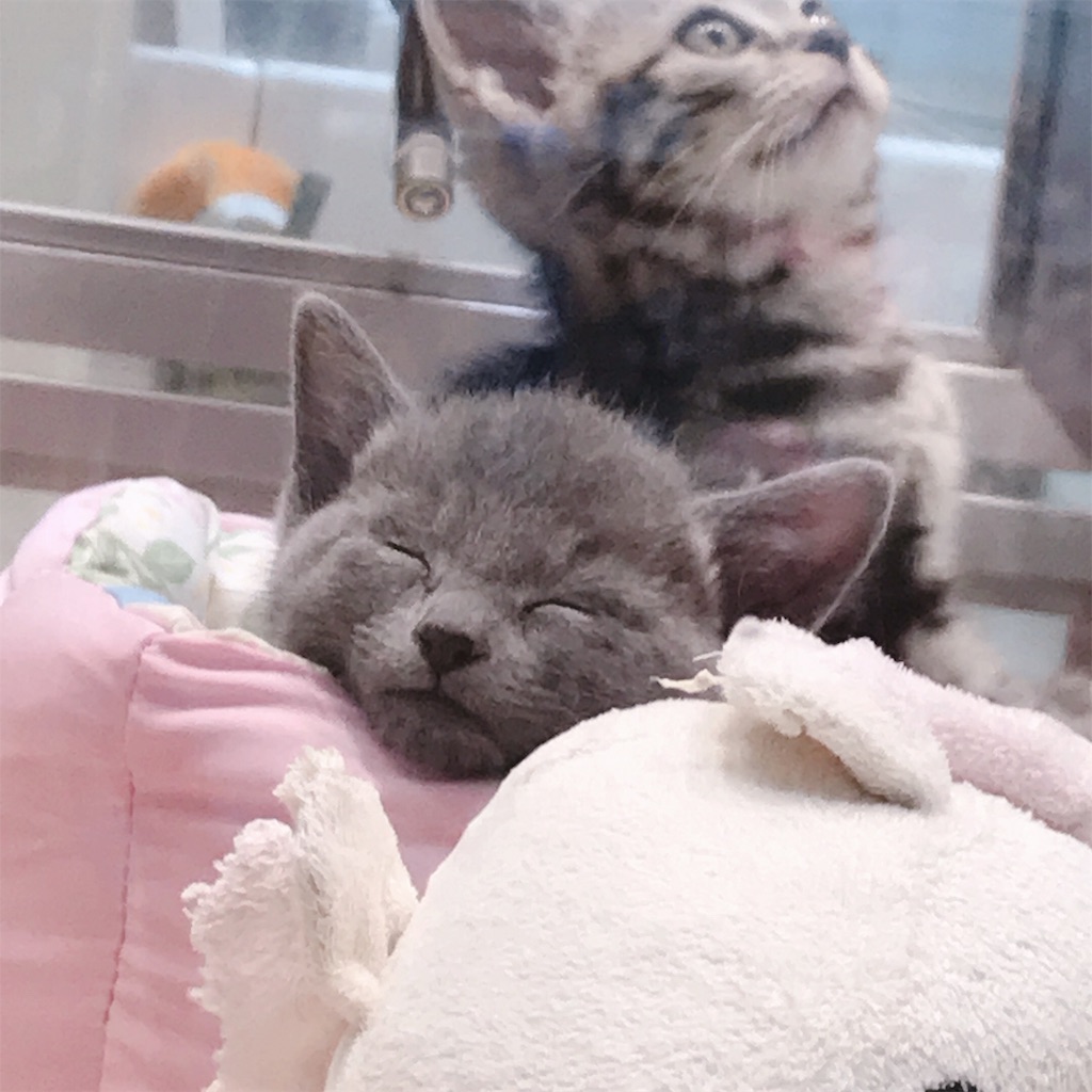 f:id:shirosmile:20191026140523j:image f:id:shirosmile:20191026140523j:image