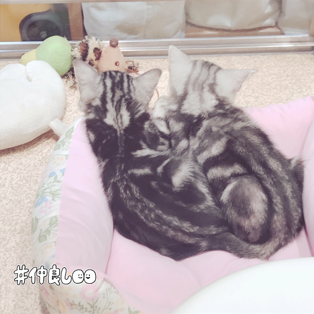 f:id:shirosmile:20191026140553j:image f:id:shirosmile:20191026140553j:image