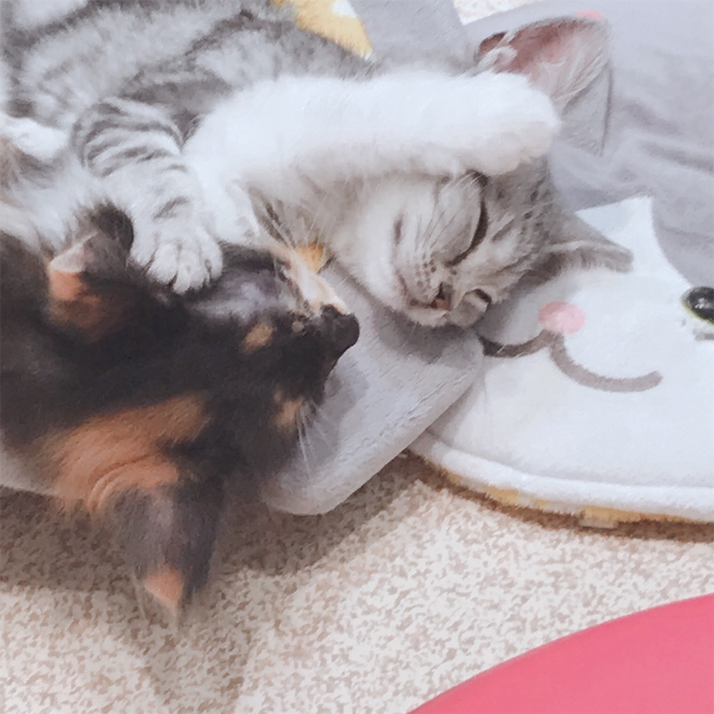 f:id:shirosmile:20191026140627j:image f:id:shirosmile:20191026140627j:image