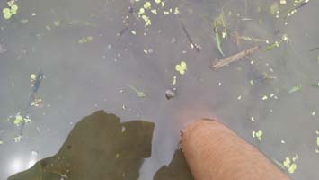 f:id:shirotofarm:20150708205919j:plain f:id:shirotofarm:20150708205919j:plain