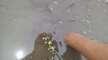 f:id:shirotofarm:20150708210037j:plain f:id:shirotofarm:20150708210037j:plain