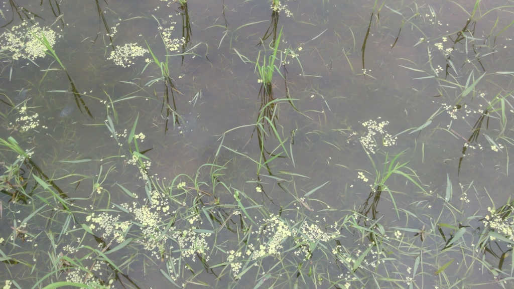 f:id:shirotofarm:20150712232007j:plain f:id:shirotofarm:20150712232007j:plain