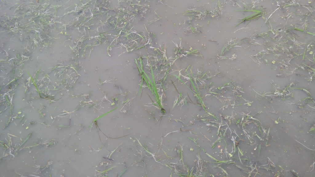 f:id:shirotofarm:20150712232123j:plain f:id:shirotofarm:20150712232123j:plain