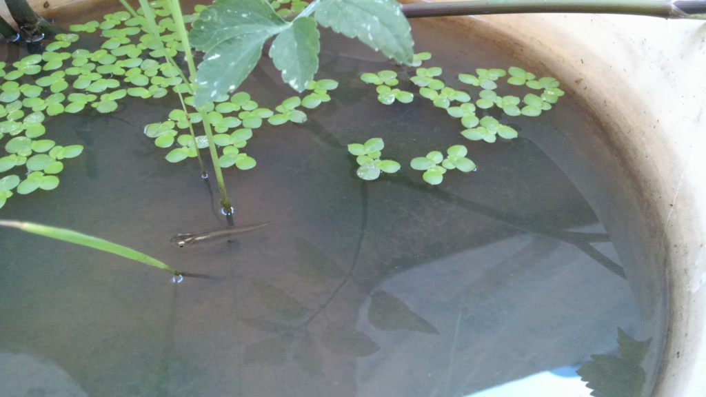 f:id:shirotofarm:20150731003656j:plain f:id:shirotofarm:20150731003656j:plain