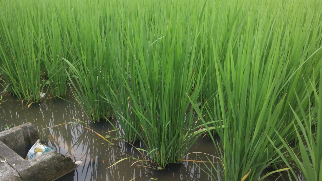 f:id:shirotofarm:20150906212428j:plain f:id:shirotofarm:20150906212428j:plain