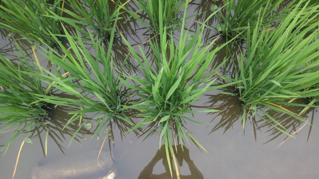 f:id:shirotofarm:20150906212519j:plain f:id:shirotofarm:20150906212519j:plain