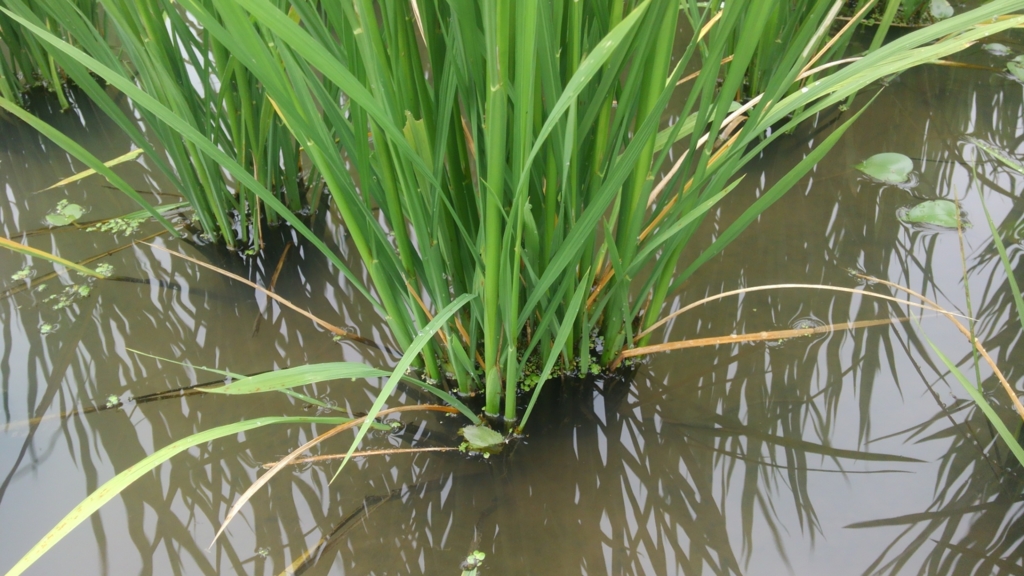 f:id:shirotofarm:20150906224915j:plain f:id:shirotofarm:20150906224915j:plain