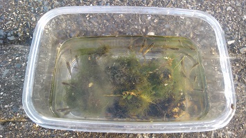 f:id:shirotofarm:20151009094258j:plain f:id:shirotofarm:20151009094258j:plain