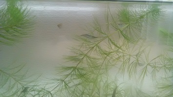 f:id:shirotofarm:20151009094526j:plain f:id:shirotofarm:20151009094526j:plain