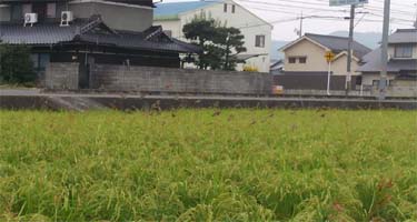 f:id:shirotofarm:20151012090910j:plain f:id:shirotofarm:20151012090910j:plain