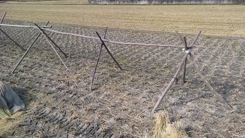 ほすべー 稲干台 天日干し 大量 200本ぐらい？