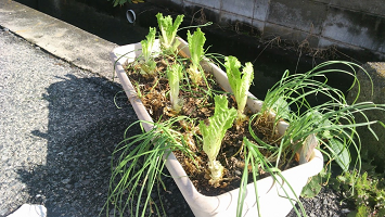 f:id:shirotofarm:20151209211747p:plain f:id:shirotofarm:20151209211747p:plain