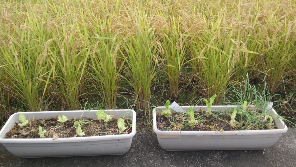 f:id:shirotofarm:20151209212024p:plain f:id:shirotofarm:20151209212024p:plain
