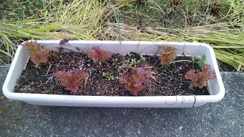 f:id:shirotofarm:20151209212608p:plain f:id:shirotofarm:20151209212608p:plain
