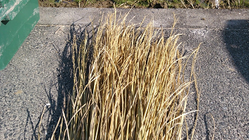 f:id:shirotofarm:20151213235123p:plain f:id:shirotofarm:20151213235123p:plain